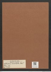Nitzschia mesolepta Bail (de-Toni-Nr.: Genus 47, Species 2175) Zeichnungen Sammlung Grunow Mappe 02296 (Herbarium_W_Grunow_drawings_Folder_02296)